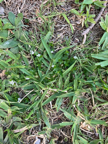 Wahlenbergia procumbens, photograph 4