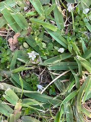 Wahlenbergia procumbens, photograph (c) Kobus Meyer, some rights reserved (CC BY)