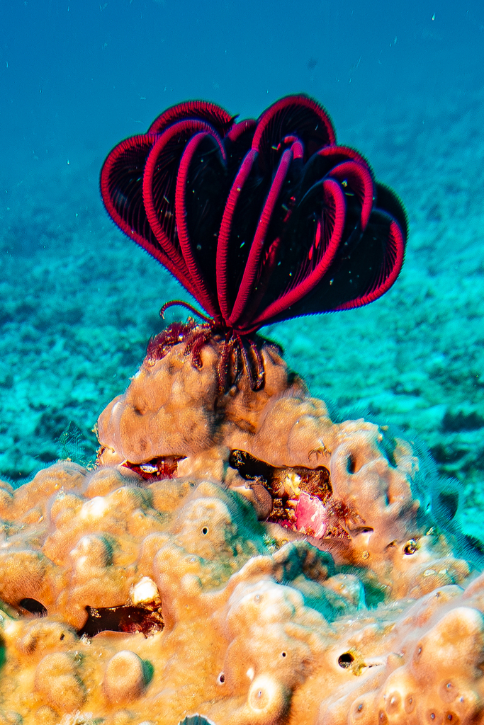 Three Rayed Star Many-rayed Feather Star on February 24, 2026 at 09:02 AM by Joni ...
