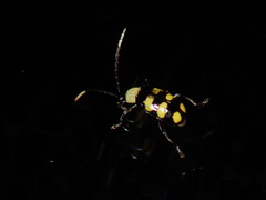 Diabrotica morosa