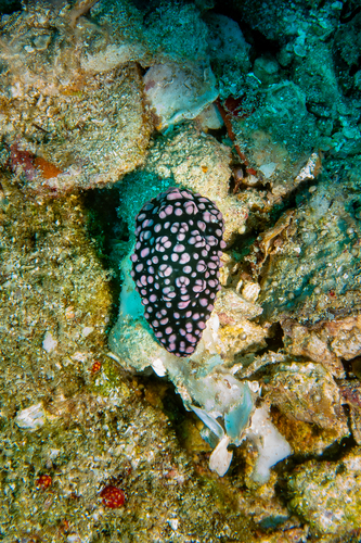 Phyllidiella nigra