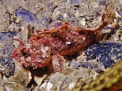 Scorpaena sumptuosa