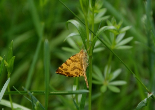 Speckled Yellow, Noordoostelijk van Schaarsbergen, Arnhem, Nederland, photo 8 of 10