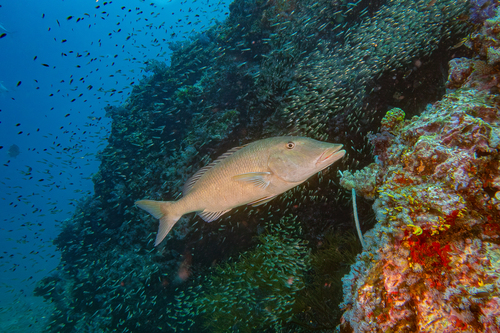 Lethrinus olivaceus