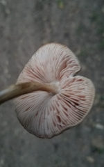 Pluteus plautus