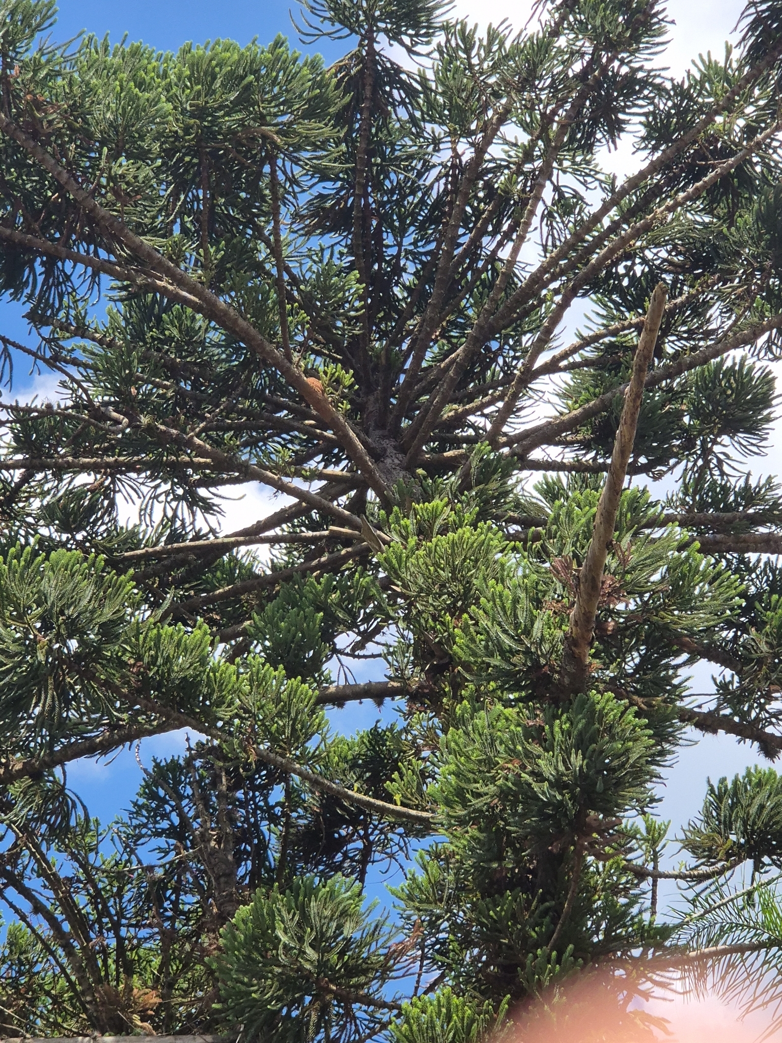 Araucaria angustifolia