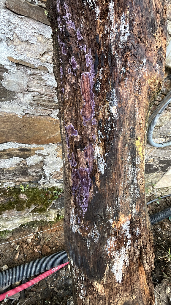 Phlebiopsis crassa · March 2026 · photo: © daniel_castanhal (iNaturalist, cc-by)