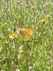 Colias euxanthe
