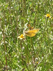 Colias euxanthe