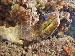 Gymnothorax pseudothyrsoideus