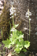 Tiarella austrina