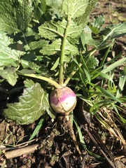 Raphanus raphanistrum raphanistrum