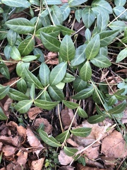 Vinca minor