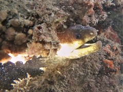 Gymnothorax pseudothyrsoideus