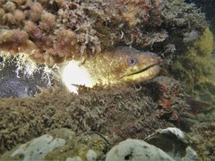 Gymnothorax pseudothyrsoideus