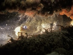 Gymnothorax pseudothyrsoideus