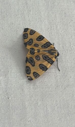 Pantherodes pardalaria