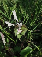 Lamium bifidum