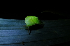 Dyakia chlorosoma