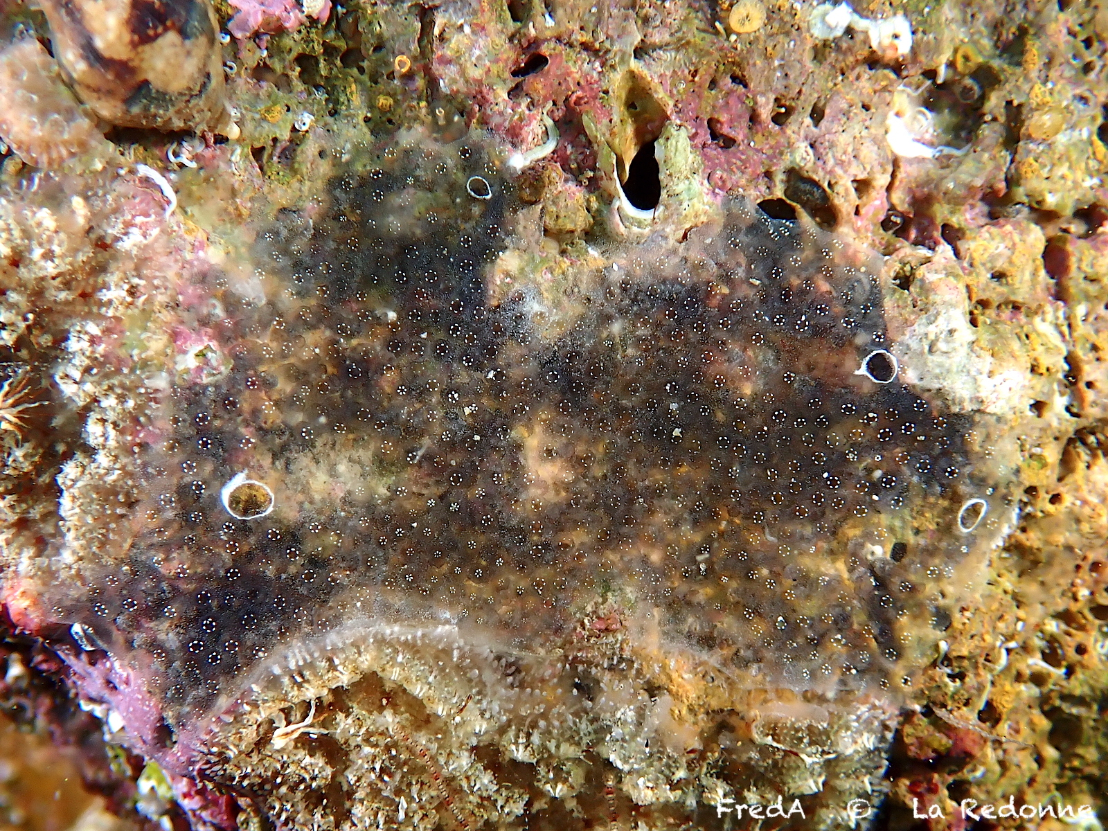Diplosoma spongiforme (Giard, 1872)