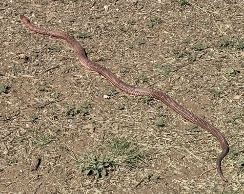 Common Coachwhip