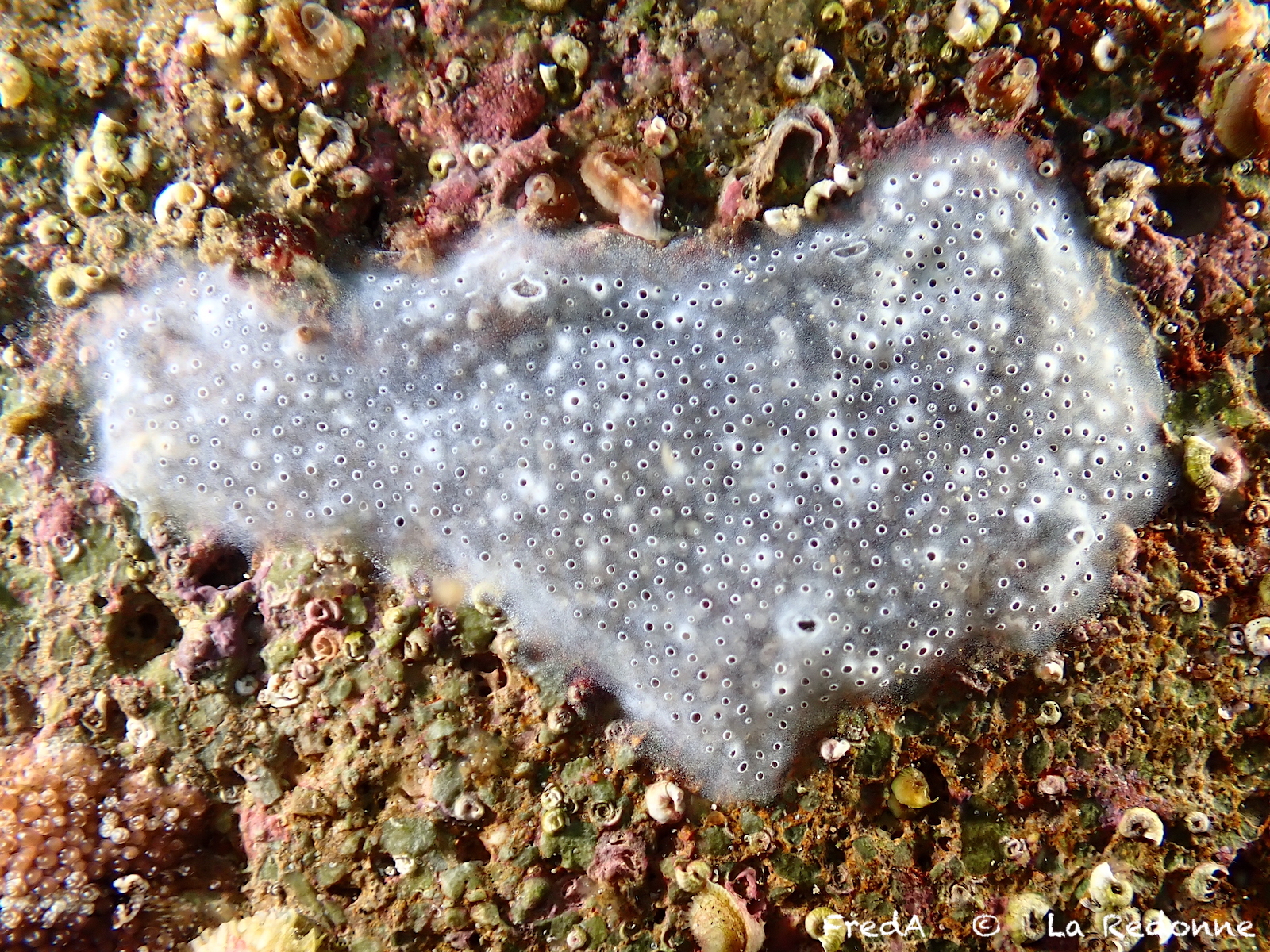 Diplosoma spongiforme (Giard, 1872)