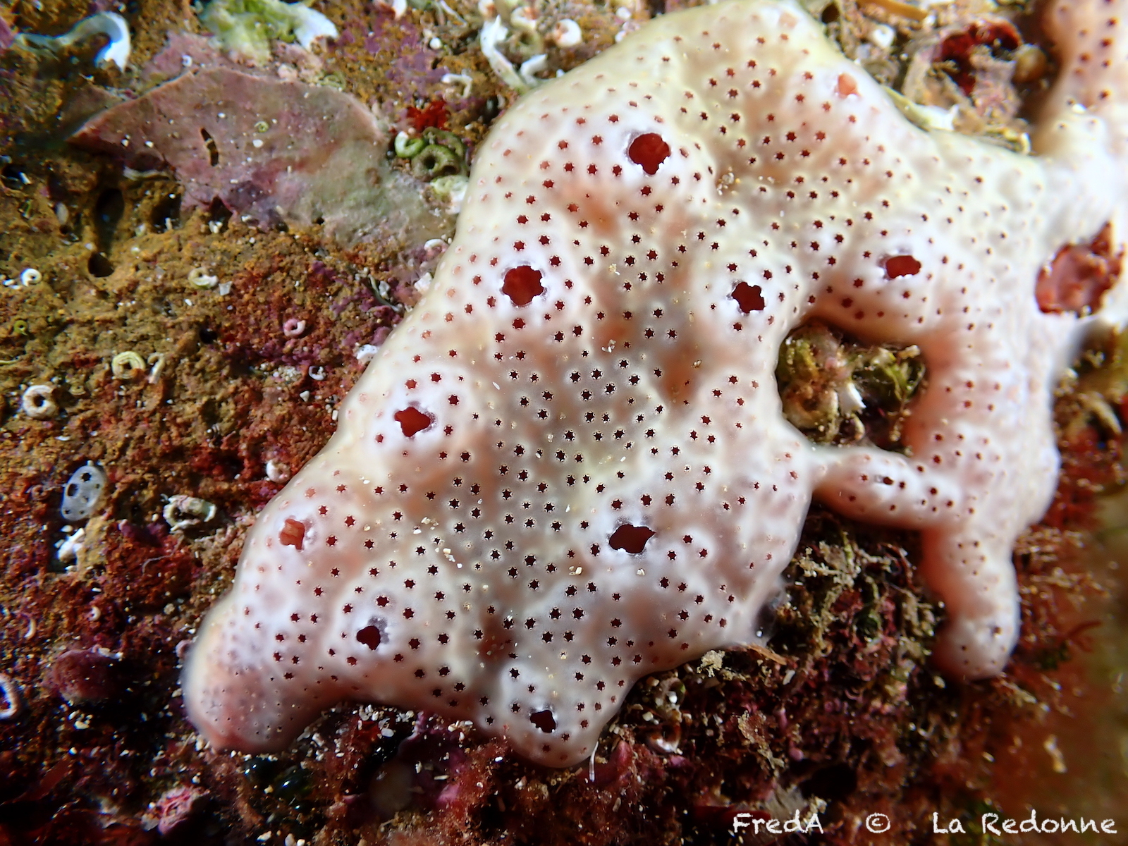 Polysyncraton lacazei (Giard, 1872)