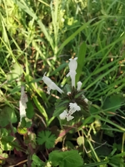 Lamium bifidum