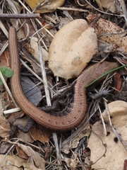 Elgaria coerulea coerulea