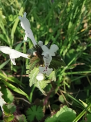 Lamium bifidum