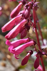 Penstemon clevelandii