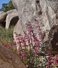 Penstemon clevelandii