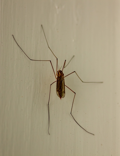 Unknown species found near Chester, VA 23836, USA
