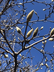 Magnolia × soulangeana