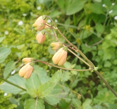 salsilla (Bomarea edulis)