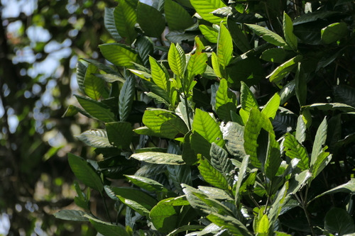 Asiatic tarenna (Tarenna asiatica)