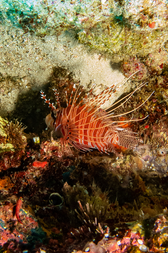 Spotfin Lionfish — seen at this dive site