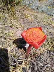 Haemanthus coccineus