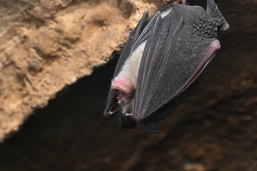 Rhinolophus perditus observed 2026-03-21