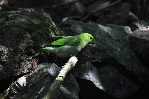 Green Broadbill (Calyptomena viridis), photo 8