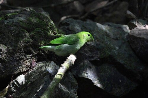 Green Broadbill (Calyptomena viridis), photo 9