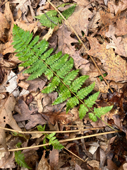Dryopteris × boottii, photograph (c) Bryan Connolly, some rights reserved (CC BY)
