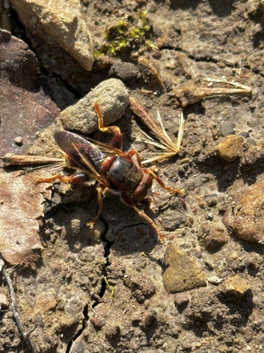 Unknown species found near Franklin, TN, US