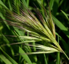Bromus rubens