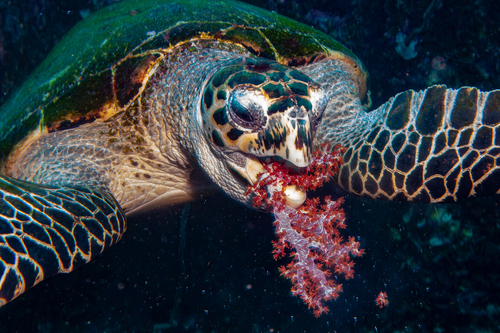 Hawksbill Sea Turtle