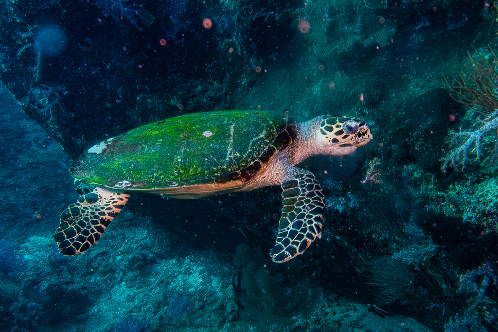 Hawksbill, Loggerhead, and Ridley Sea Turtles