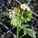 Phacelia ramosissima - Photo (c) dlbowls, μερικά δικαιώματα διατηρούνται (CC BY-NC), uploaded by dlbowls