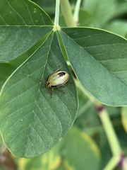 Piezodorus guildinii