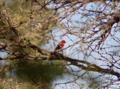 Pyrocephalus rubinus