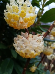 Edgeworthia